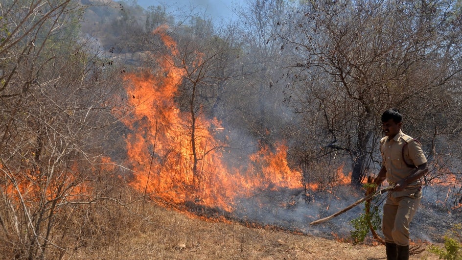 Bushfire in India